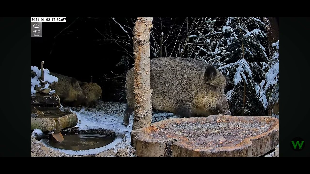 Spragniony dzik 🐗@WildlifePulseLive Leśny Zakątek 08.01.2024 - YouTube