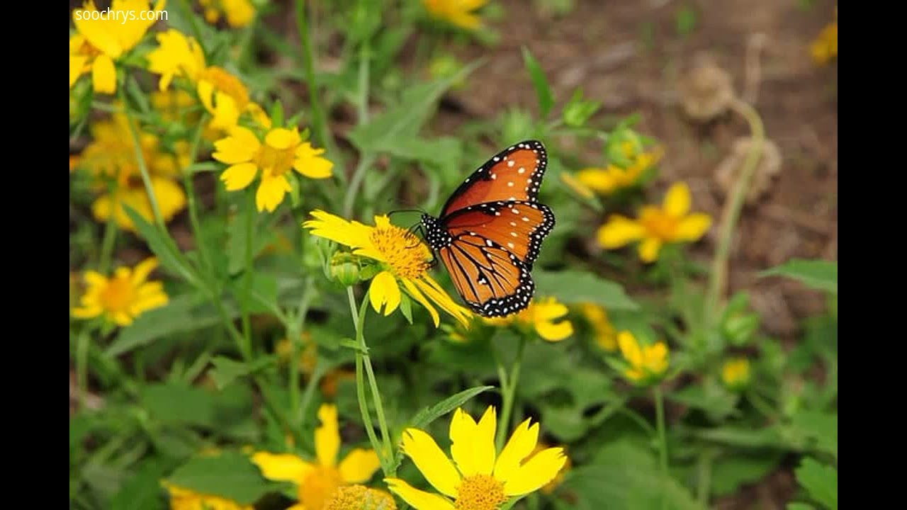 Voyage musical immersif - Guitare