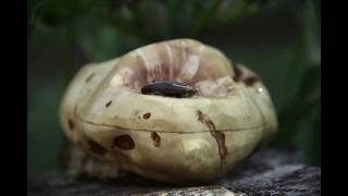 Baumperlen Ocarina