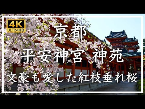 春の京都・桜 〜 平安神宮 神苑 〜 春の神苑では約20種類300本の桜が咲き誇ります。文豪たちも愛した紅しだれ桜をご覧ください[No.442]