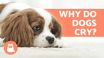 Do dogs cry tears when they are in pain?