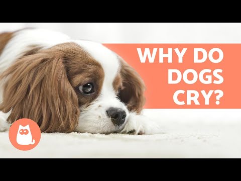 Видео: Гөлөг уйлах нь юу гэсэн үг вэ?