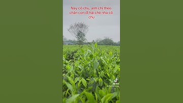 12/06_trà móc câu hảo hạng chỉ #250k tiền trát hậu ngọt liên hệ 0977644191