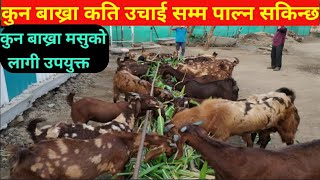 कुन बाख्रा कस्तो ठाउँ मा पाल्न सकिन्छ||मासु को लागि कुन बाख्रा ठीक|| All goats detail information