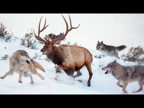 Видео: Впадают ли белохвостые олени в спячку?