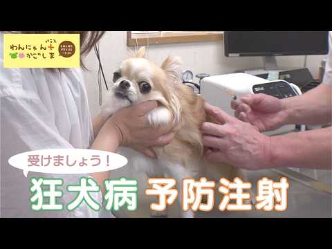 【わんにゃんプラスかごしま】「受けましょう！狂犬病予防注射」