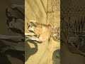 new short video short #@%,&%£:&♤♤♡♤□ xxd ¤▪︎▪︎●▪︎¤■■♤■ fd●●□》》¤¤▪︎¤¤▪︎☆▪︎《¡¡¿◇◇♤■◇■ short video