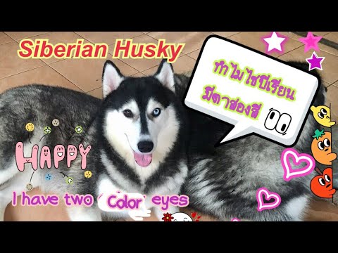 Siberian Husky&rsquo;s eyes ทำไมไซบีเรียนมีตาสองสี? ไซบีเรียนมีดวงตาสีอะไร #pattythehusky