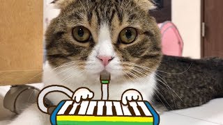 天才猫現る！鍵盤ハーモニカを完璧に演奏する猫【スコティッシュフォールド】【Scottish Fold】