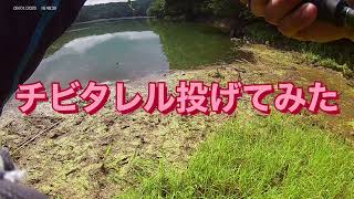 チビタレル実釣！バス釣り#ジャッカル#チビタレル#バス釣り