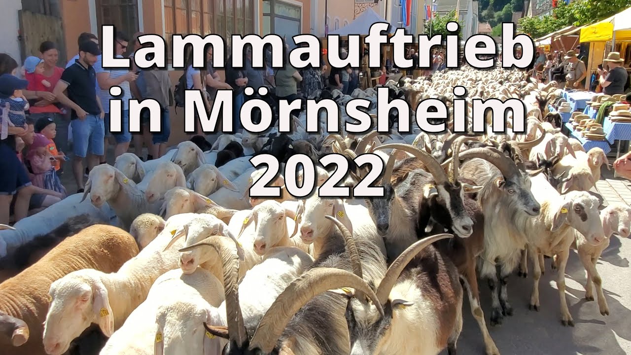 18. Lammauftrieb in Mörnsheim 2022