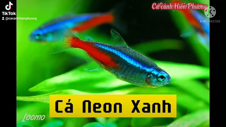 So sánh neon vua và neon thường