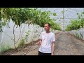 Цветение виноградника на 05 05 2026г