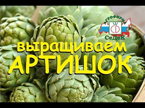 Обзор Артишока