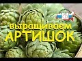 Обзор Артишока