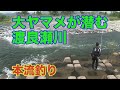 井上聡 大ヤマメが潜む渡良瀬川 Satoshi Inoue Fishing a large yamame