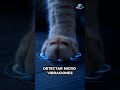 si tu gato se comparta extraño, presta atención
