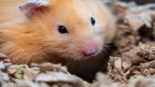حقائق عن الهامستر والامراض التي تصيبه وتؤدي لموته - Hamster facts