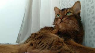 Time- lapse somali cat. Кот Сомали . Time- lapse somali cat. Кот Сомали .