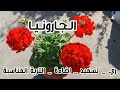 كل ما تريد معرفته عن نبات الجارونيا من ري و تسميد و اضاءة و التربة المناسبة