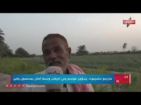 موسم جني الرطب في حضرموت: تقاليد زراعية واقتصادية