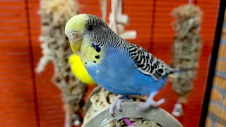 Relaxing Budgie Sounds