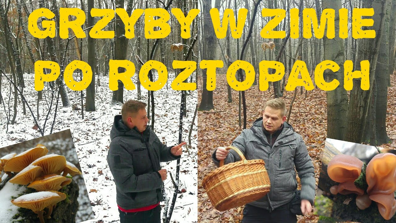 Grzyby w zimie po roztopach