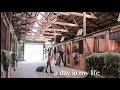 another chaotic barn vlog