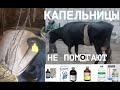 КОГДА ПАРЕЗ У КОРОВЫ НЕ ЛЕЧИТСЯ