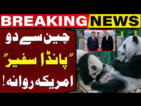 China Sends Two New Pandas to the US Under “Panda Diplomacy” | Ping Ping & Fu Shuang | Capital TV