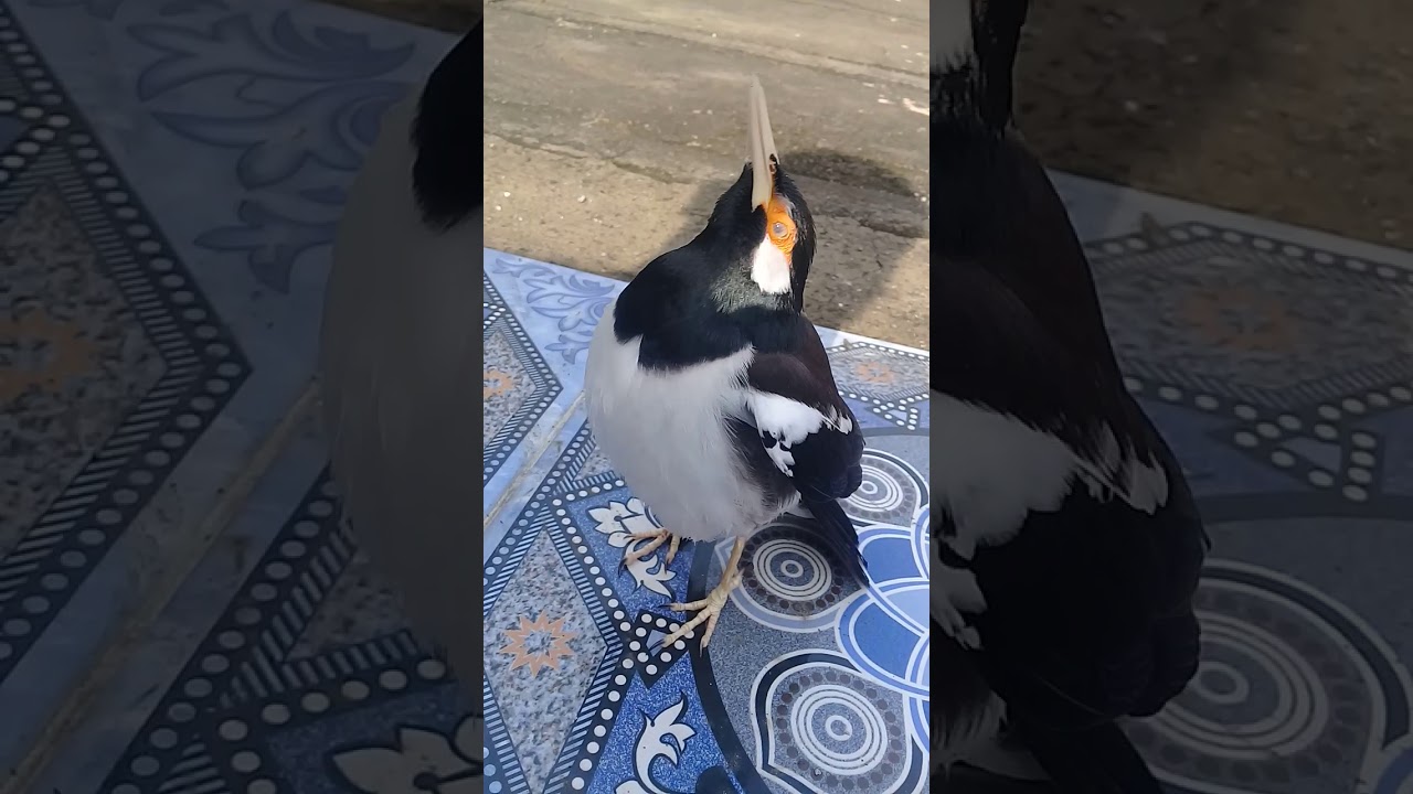 Burung Jalak Suren Yg Bisa Bicara Youtube