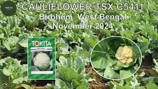 Cauliflower TSX C5411 Birbhum November 2024