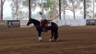 EL CARDENAL Semental de La Huizachera Quarter Horses