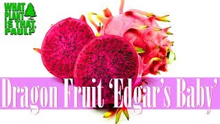 Dragon Fruit Edgar S Baby Has A Sweet And Tangy Reddish Inner Flesh Youtube Dragon Fruit Edgar S Baby Has A Sweet And Tangy Reddish Inner Flesh Youtube
