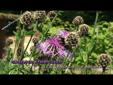 Vídeo: Centáurea Scabiosa