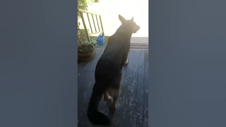 Hazels First Word #gsd #smartdog #firstword