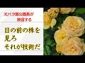 元バラ園公園長が断言する 目の前の株を見ろ それが技術だ