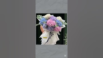 Hoa 8/3-Những Lưu Ý Khi Chọn Hoa Cẩm Tú Cầu Tặng Bạn Gái, Người Yêu