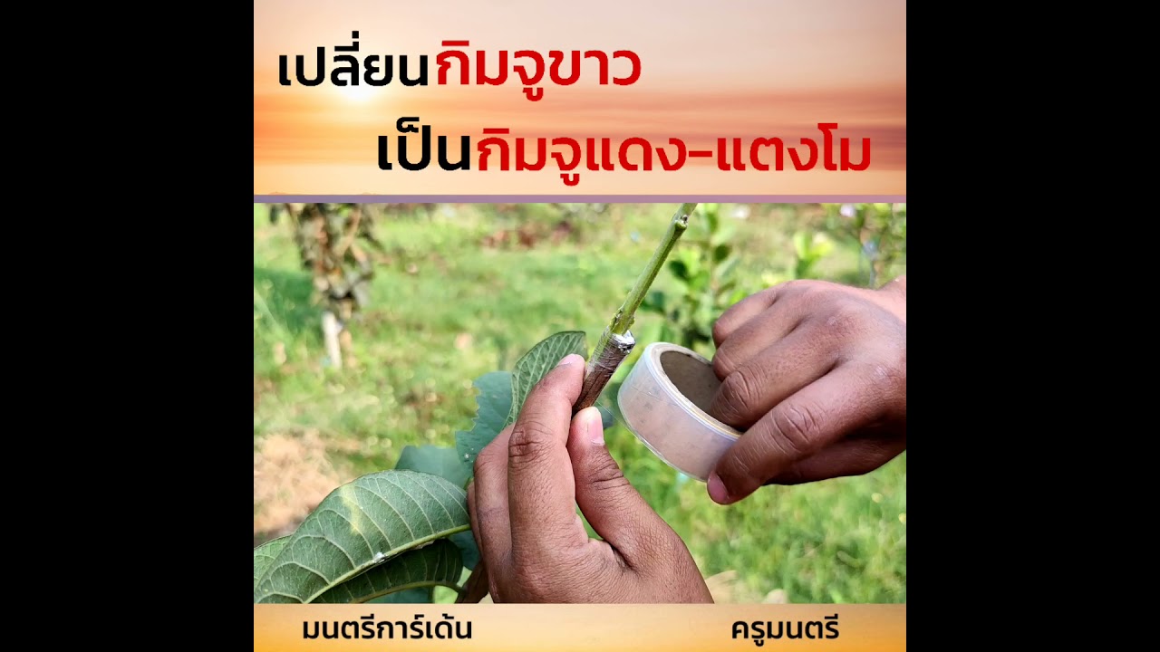เปลี่ยนยอดฝรั่ง