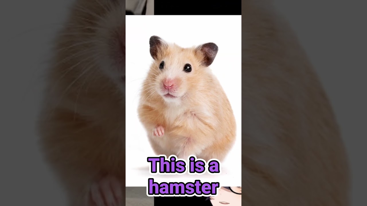 IS IT A RAT OR A HAMSTER ??