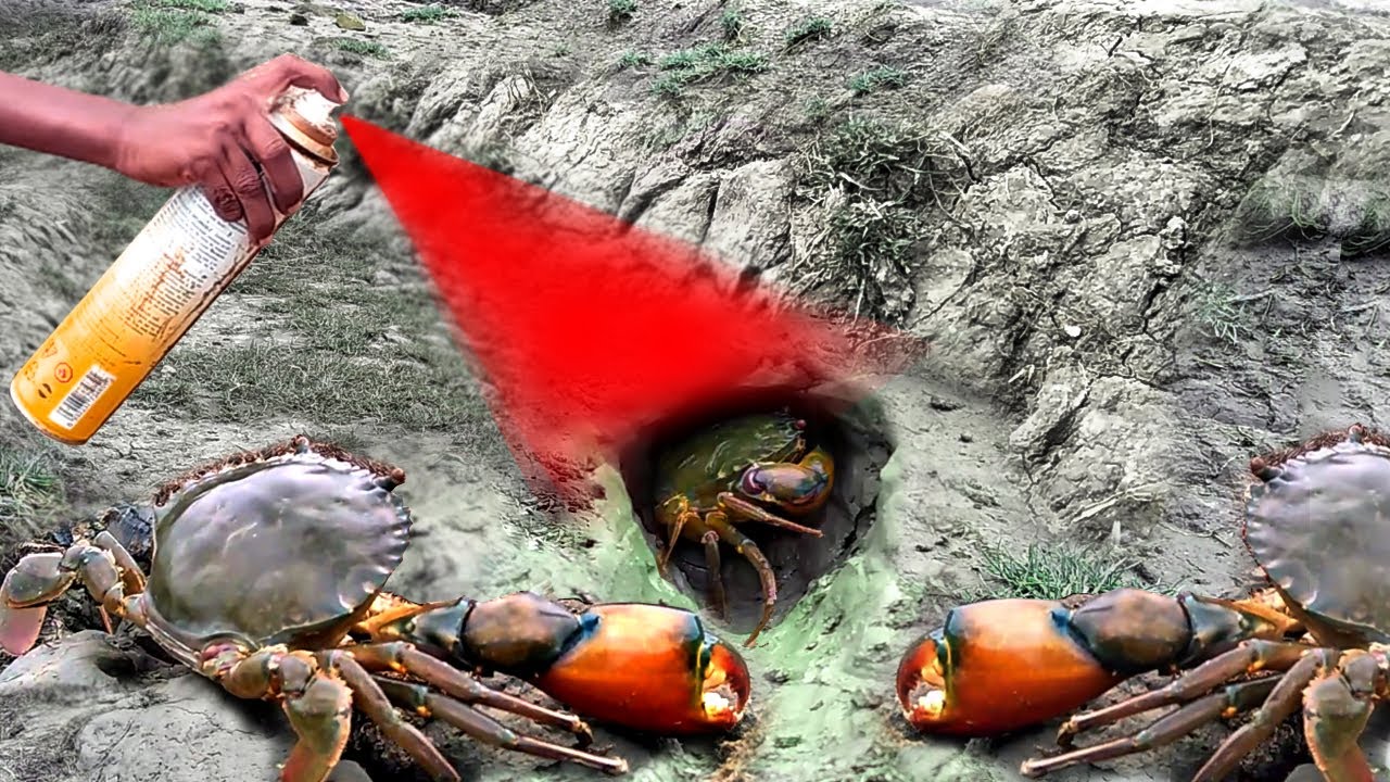 Catching Big Mud Crab from the Hole 🦀Using LIQUID Spray || Unique Way Of Mud Crabs Catching