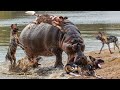 बाप से पंगा लोगे तो यही होगा ll why are hippos so dangerous