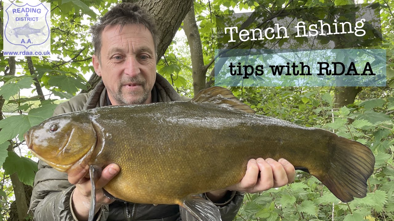 Tench fishing tips with Reading & District Angling Association (RDAA)