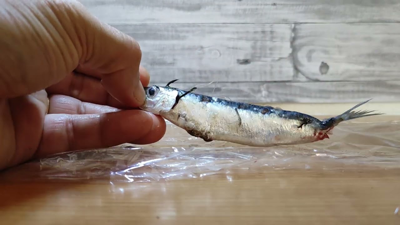 el ANZUELADO de sardina de nuestros ABUELOS pescadores.
