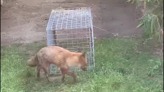 How to trap foxes by Service Pest Control