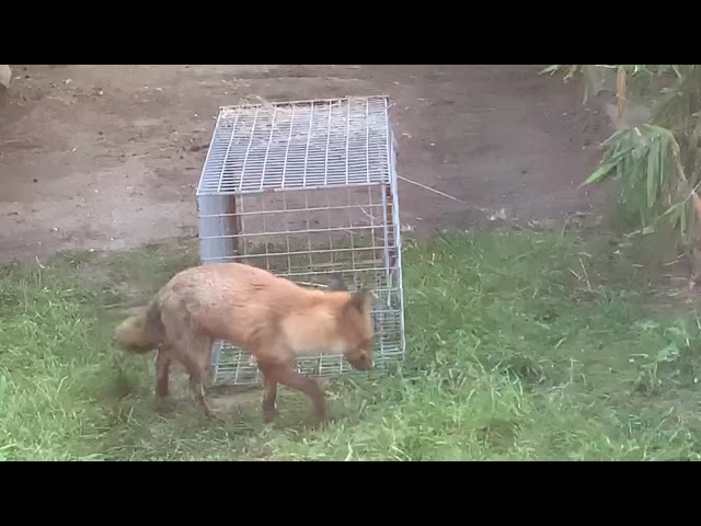 How to trap foxes by Service Pest Control class=