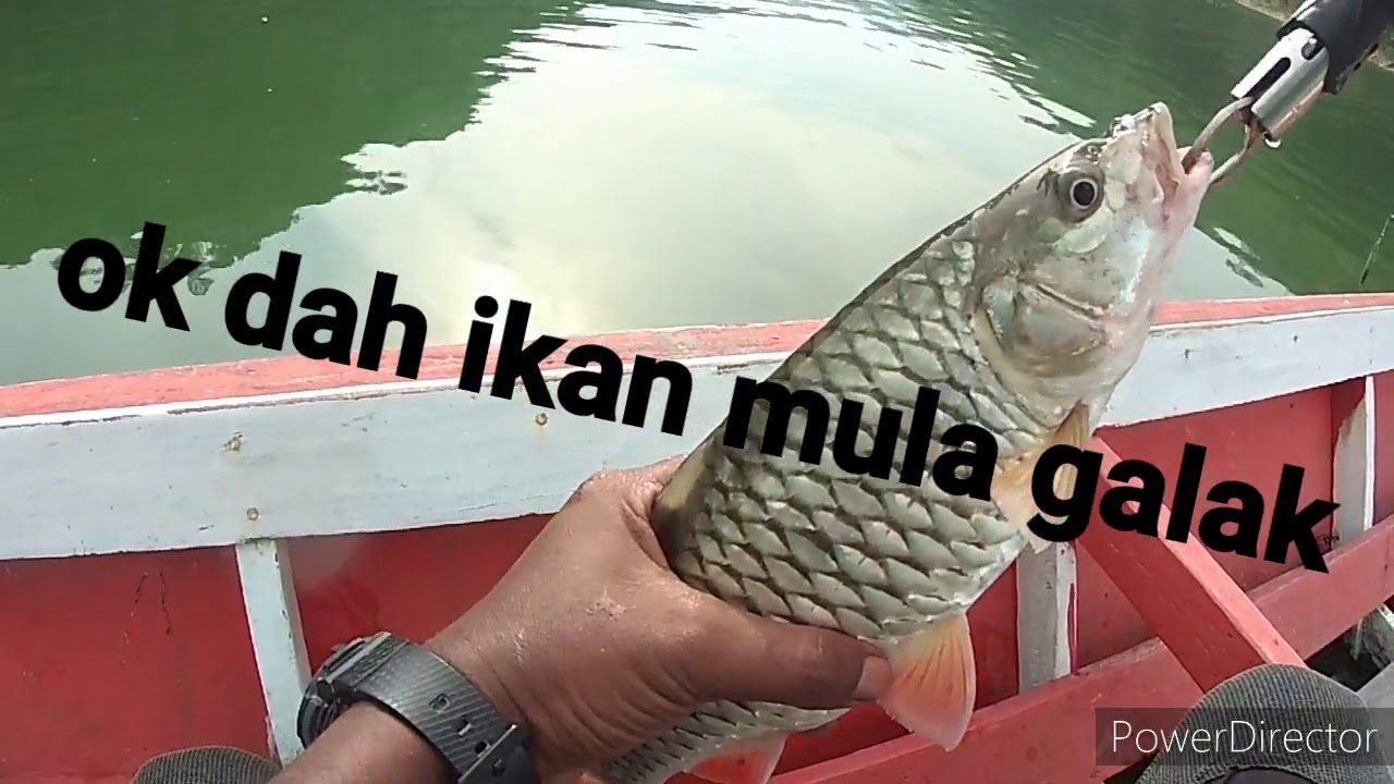 Ikan sebarau banglang dam 