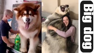 World Big Cute Dogs Video by Cute animal things 80 views 2 years ago 2 minutes, 1 second