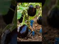 Tiny Workers Watering Giant Eggplants #tinyworkers #watering #eggplant #shorts