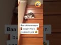 komik videolar tiktok